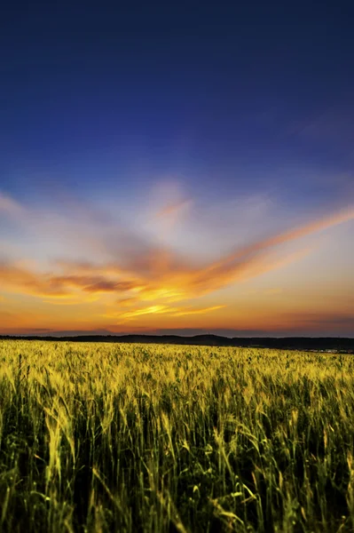 Gerst veld 2 — Stockfoto