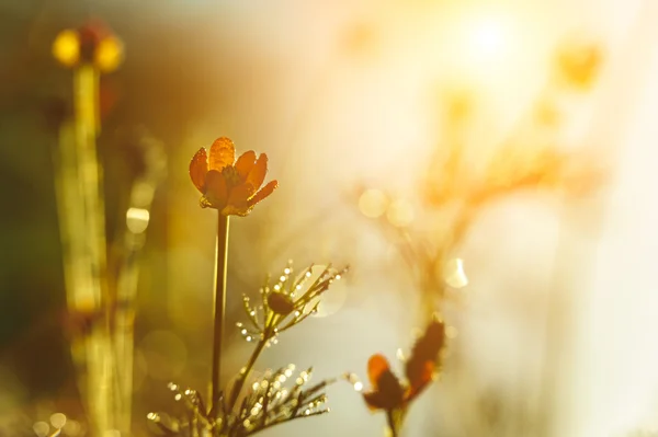 Meadow flower — Stock Photo, Image