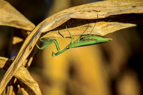 Mantis and corn — Stock Photo, Image