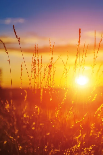 Campo di sole — Foto Stock