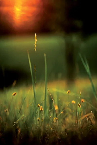 Prado durante o pôr do sol — Fotografia de Stock