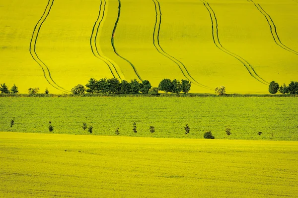 Linee nei campi — Foto Stock