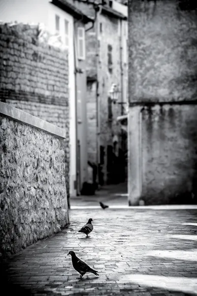 Pigeons in Provence — Stock Photo, Image