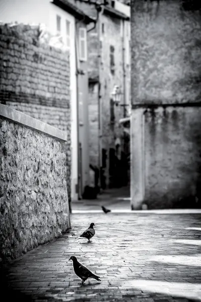 Pombos em Provence — Fotografia de Stock