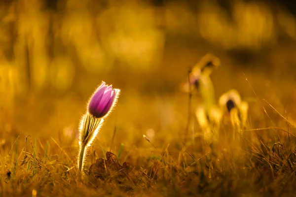 Pasqueflowers na wiosnę — Zdjęcie stockowe