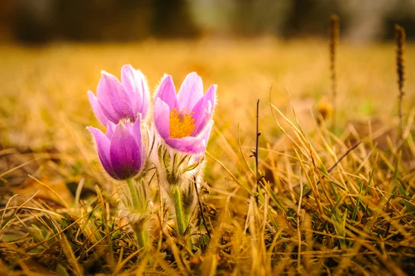 春の pasqueflowers — ストック写真