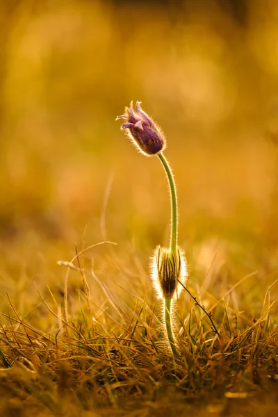 Pasqueflower em primavera — Fotografia de Stock