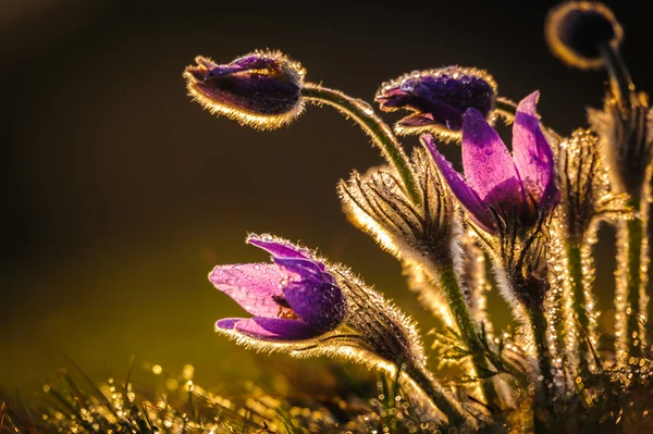 Fleurs de Pâques au printemps — Photo