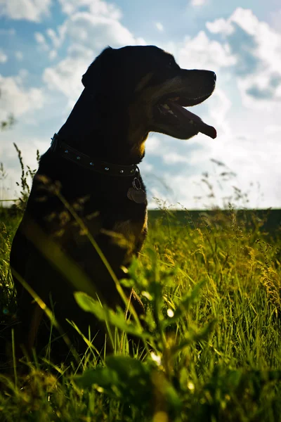 Rottweiler — Stock Photo, Image