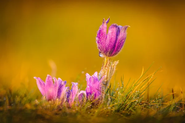 Pasqueflowers in spring — Stock Photo, Image