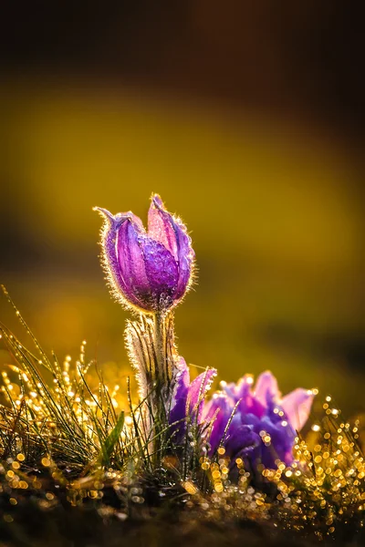 Pasqueflowers in spring — Stock Photo, Image