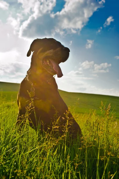 Rottweiler — Stockfoto