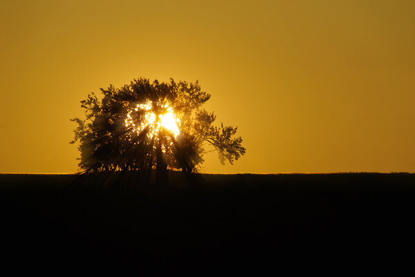 Sun going down behind a tree on a hill