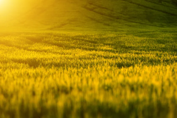 Campo erboso — Foto Stock