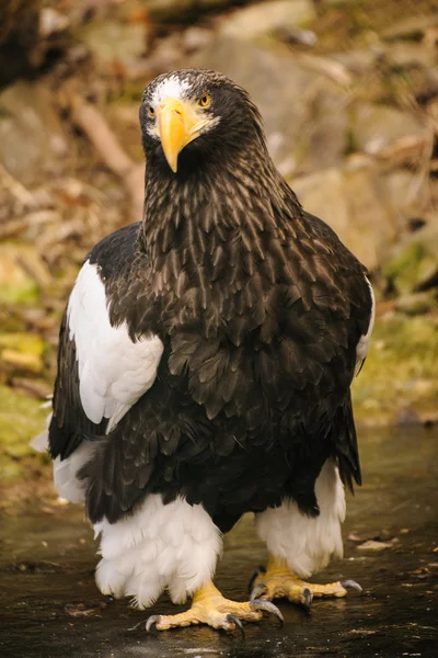 Águila orgullosa — Foto de Stock