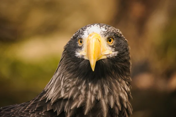 Proud eagle — Stock Photo, Image