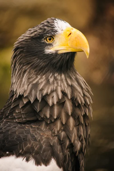 Proud eagle