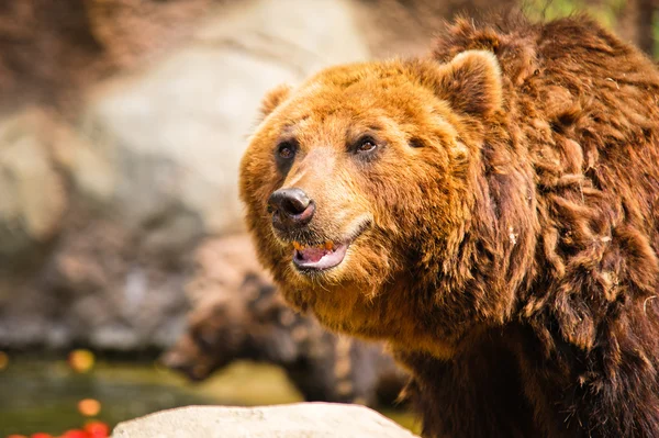 Urso kamchatka — Fotografia de Stock