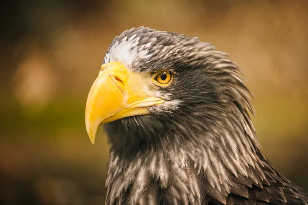 Águila orgullosa — Foto de Stock