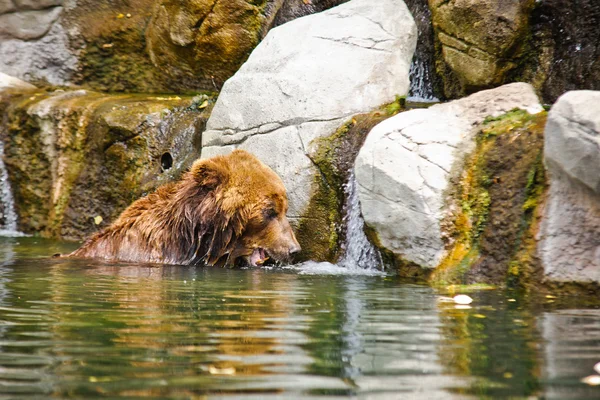 Urso kamchatka — Fotografia de Stock