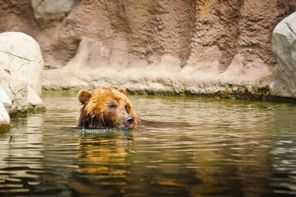Urso kamchatka — Fotografia de Stock