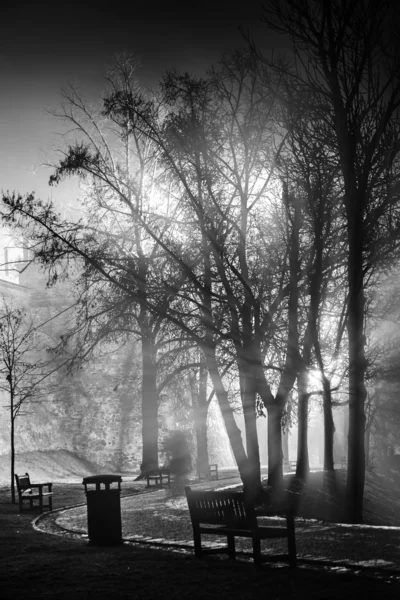 Foggy nuit dans le parc — Photo
