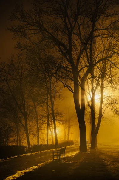 Foggy night in park — Stock Photo, Image