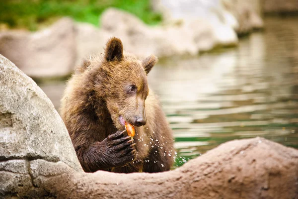 堪察加半岛熊 — 图库照片