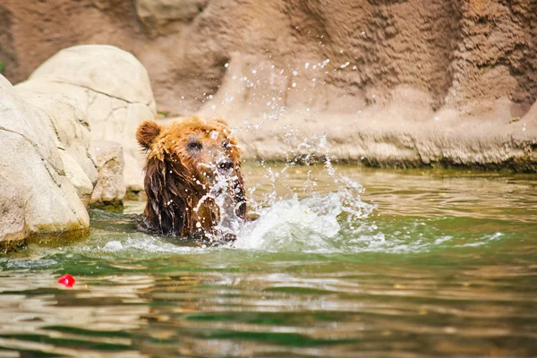 Kamchatka bear — Stock Photo, Image