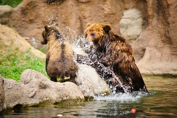 Kamchatka bear — Stock Photo, Image