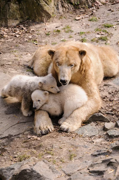 Polar bears — Stock Photo, Image