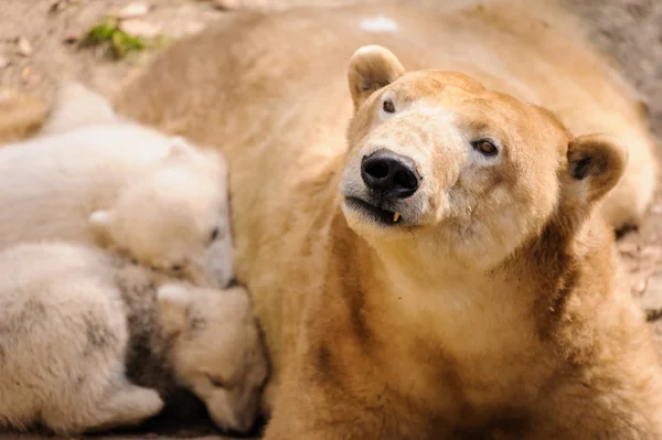 Ursos polares — Fotografia de Stock
