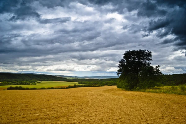 Campo de verão — Fotografia de Stock