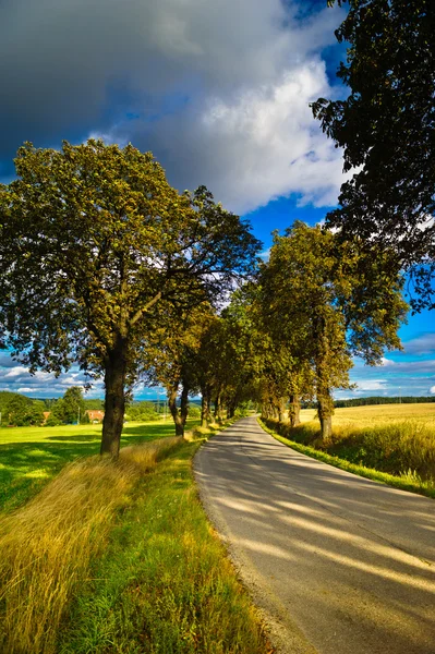 Campo estivo — Foto Stock