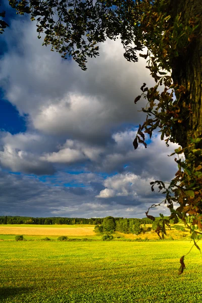 Sommarfält — Stockfoto