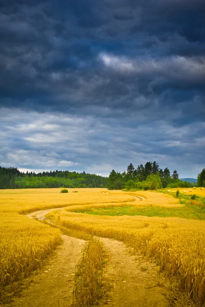 Campo estivo — Foto Stock