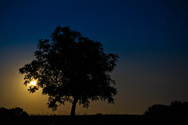 Луна за деревом — стоковое фото