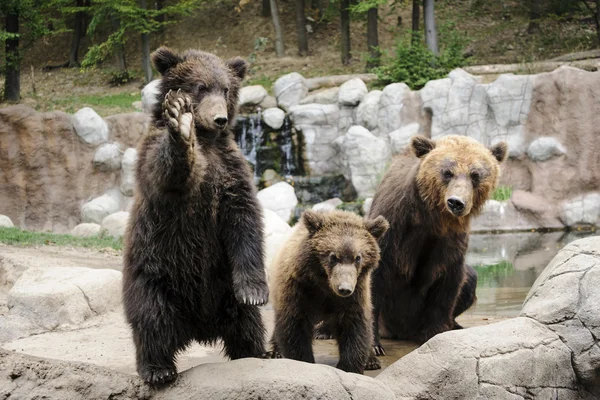 Orso Kamchatka — Foto Stock