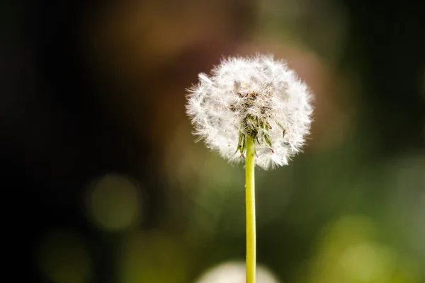 Löwenzahnblüte — Stockfoto