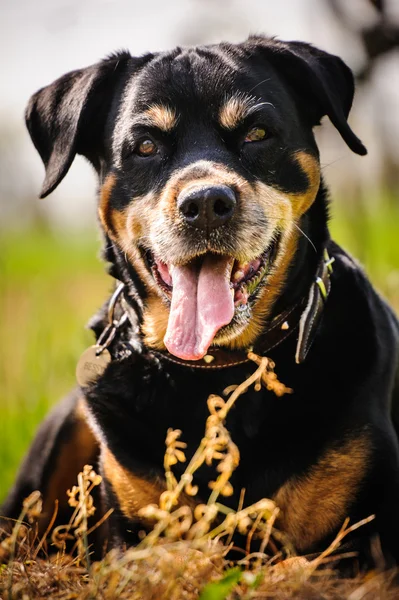 Rottweiler — Stockfoto