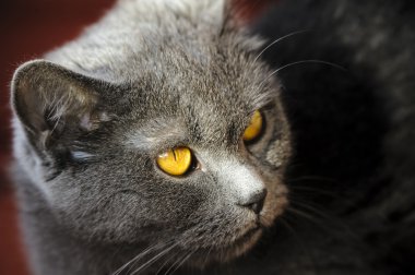 Yavru kedi