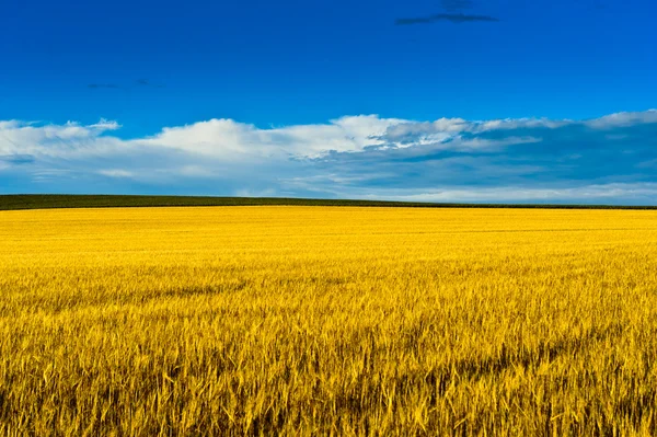 In the country — Stock Photo, Image