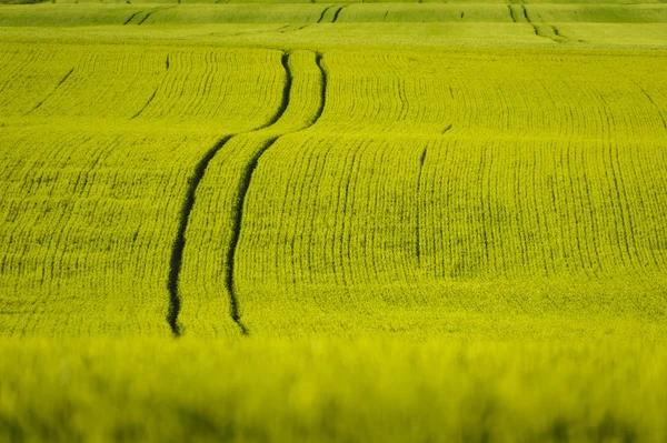 Zomervelden — Stockfoto