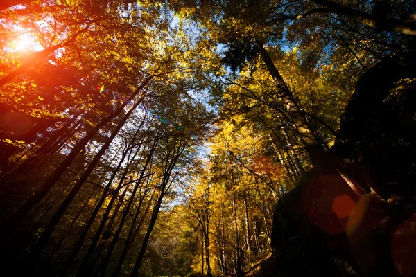 Bosque — Foto de Stock