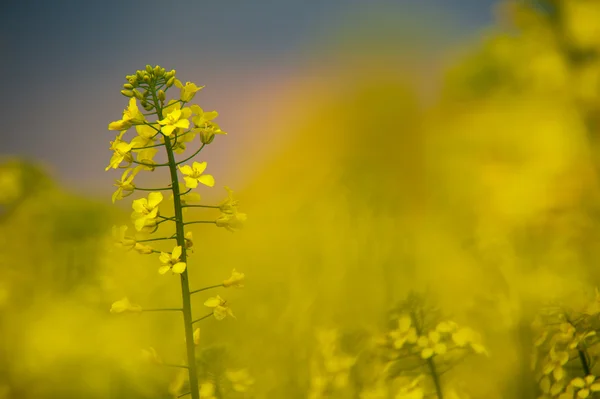 Flowers — Stock Photo, Image