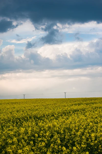 Auf dem Feld — Stockfoto