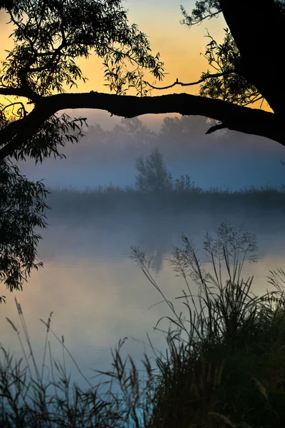 Mattina nebbiosa — Foto Stock