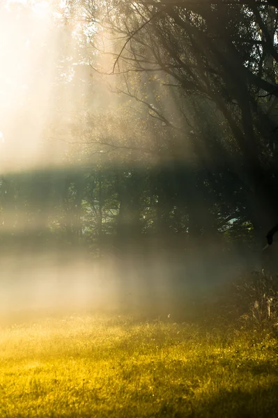 Mattina nebbiosa — Foto Stock