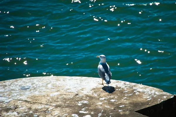 Seagull watch — Stock Photo, Image