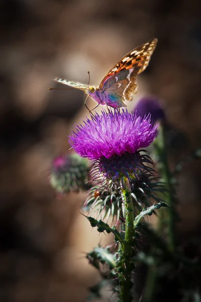 Butterfly and thistle — Stock Photo, Image